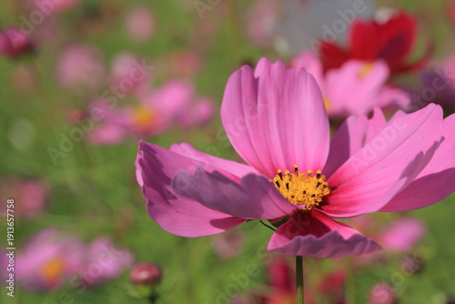 Wallpaper Mural 愛媛県三間町　コスモス畑に咲く一輪の花 Torontodigital.ca