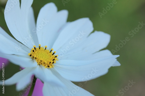 Wallpaper Mural 愛媛県三間町　コスモス畑に咲く一輪の花 Torontodigital.ca