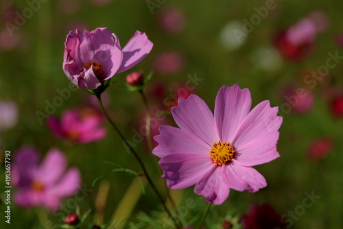 Wallpaper Mural 愛媛県三間町　コスモス畑に咲く一輪の花 Torontodigital.ca