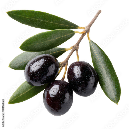 Fresh Black Olives on Branch isolated on a transparent background