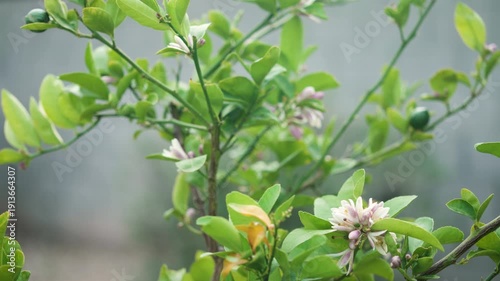 Close-up of a healthy Meyer lemon tree branch in natural daylight, featuring small, newly forming green lemons alongside delicate white lemon blossoms. 
