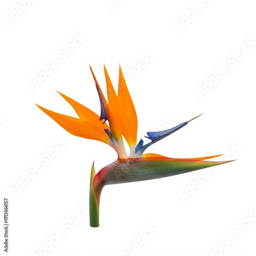 A vibrant bird of paradise flower with striking orange and blue petals.