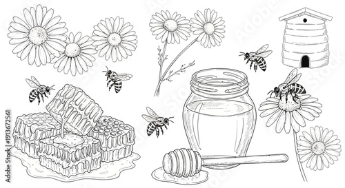 Chamomile flowers honeycombs bees honey jar and dipper vector illustration