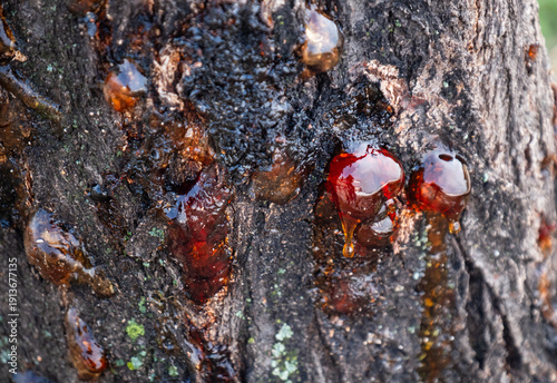 Obraz na plátně orange resins oozing from tree bark.