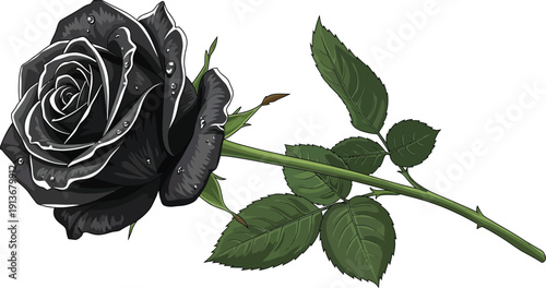 Single dark black rose with silver-highlighted edges and green stem lies diagonally on a white background for design use.