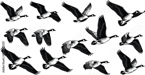Flying Canada Goose Silhouette Collection, Migrating Wild Geese Vector Illustration Set, Waterfowl Birds In Flight, Hand Drawn Nature Graphic Design Elements