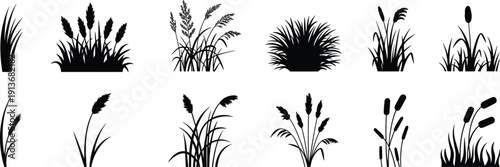 Collection of wild grass and reed plant silhouettes, natural meadow vegetation elements set, isolated black botanical shapes, flat vector illustration