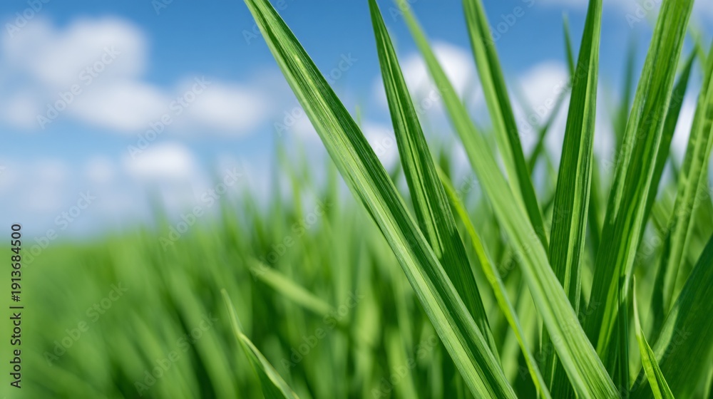 Fototapeta premium organic rice farming, eco friendly agriculture, pesticide free rice plants, sustainability environment concept