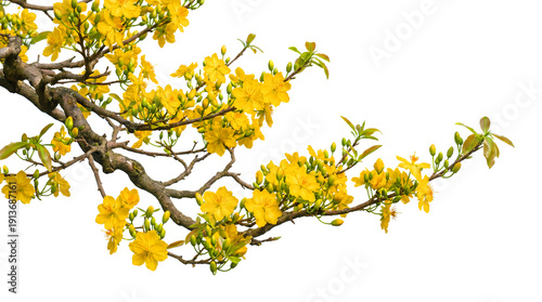 Blooming yellow apricot blossoms on a branch isolated on black background