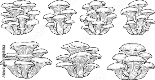 Oyster mushroom hand drawn sketch set, organic fungi collection, edible mushrooms, line art icons, cad drawing flat vector illustration, isolated.