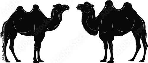 Two bactrian camel silhouettes with double humps standing in desert landscape for safari wildlife and middle eastern nature themes, cad drawing flat vector illustration