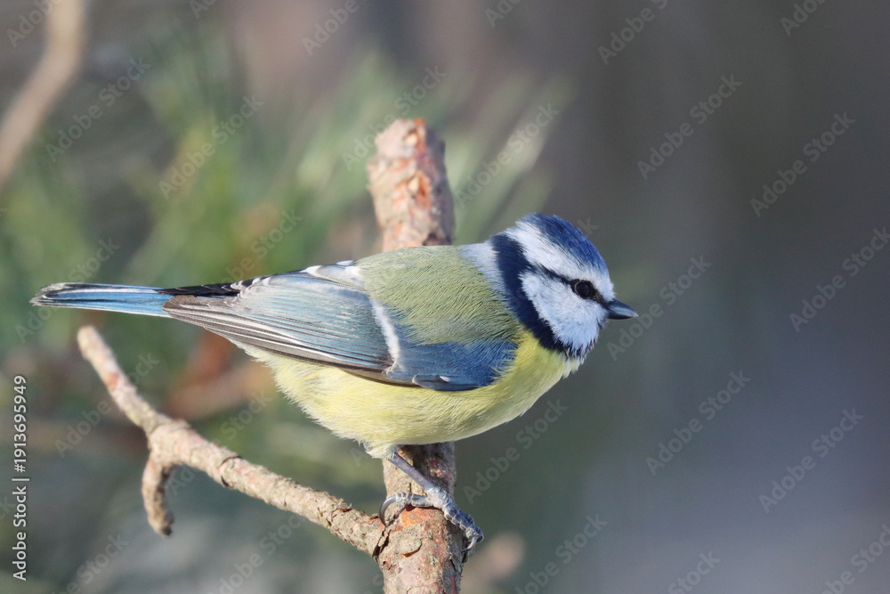 Obraz premium Eurasian blue tit