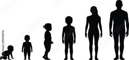 Human growth stages silhouette from crawling baby to adult man and woman, life cycle progression concept, flat vector illustration