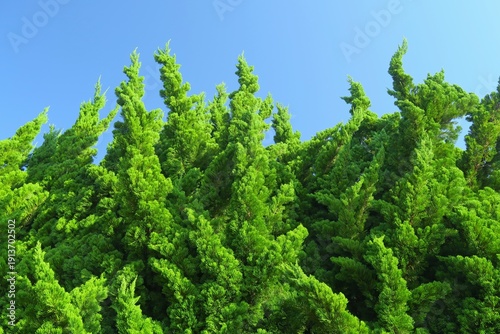 Wallpaper Mural 生垣のコニファーと秋の青空 Torontodigital.ca