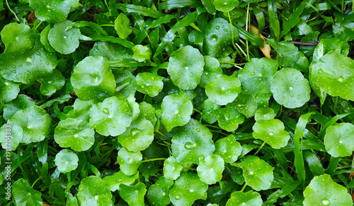 Canvastavla Fresh Gotu Kola in the Garden
