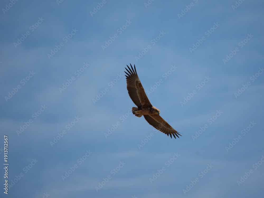 Fototapeta premium Gaukler, Terathopius ecaudatus
