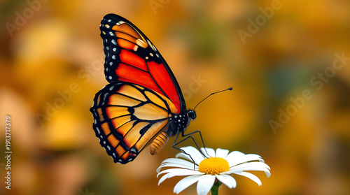 Stunning Monarch Butterfly Resting on a White Daisy with a Soft Golden Autumn Background