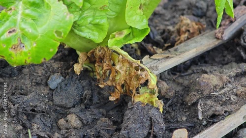 Salad vegetables leaves are damaged by caterpillar.