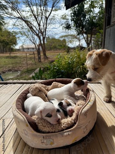 Jack Russell Terrier family with mother dog and puppies resting and playing outdoors.