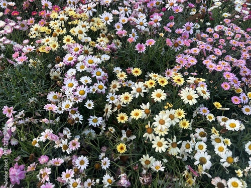 Colorful pastel cosmos flowers bloom densely with pink white yellow petals in lush green garden field during spring season
