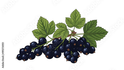 Hand-drawn blackcurrant cluster hanging from a woody branch with lush green leaves is isolated against a clean white background for design.