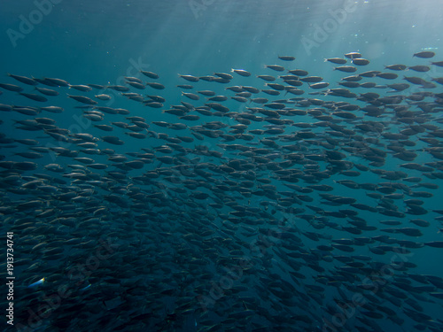 sardine run, schools of sardinella, sun rays, and blue sea at Panagsama Beach, Molaboal, Cebu, the Philippines
