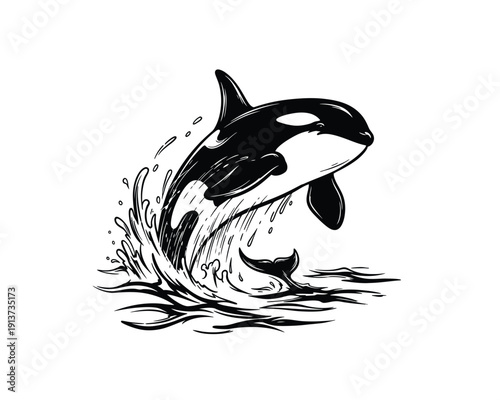 Orca jumping out of water in a dynamic splash