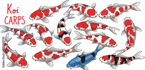 Large Collection of Colorful Japanese Nishikigoi Koi Carp Fish Illustrations in Various Swimming Poses for Pattern Design, Textile Printing, and Oriental Nature Branding