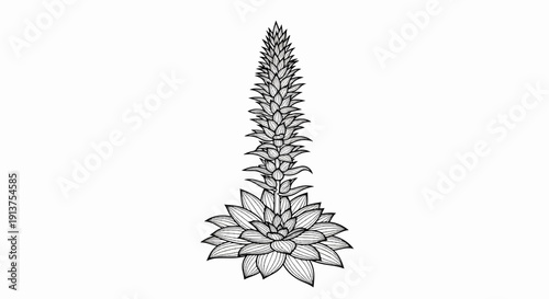 Black and white drawing of a tall, spiky succulent plant