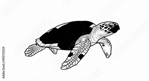 Black and white illustration of a sea turtle on a white background
