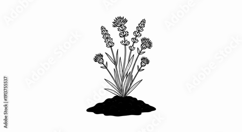 Black and white line drawing of a lavender plant emerging from dark soil