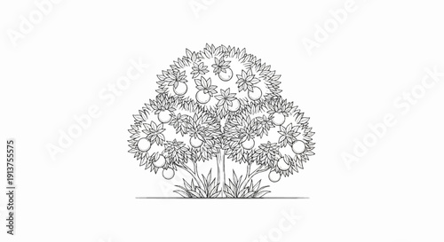 Black and white line drawing of a lush citrus tree laden with fruit