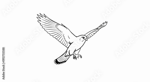 Black and white line drawing of a raptor bird in flight with wings spread