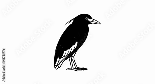 Black bird with a pointed beak and crest, standing on thin legs