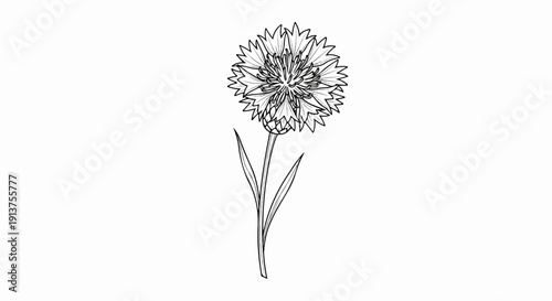 Black and white sketch of a single cornflower with thin stem and two leaves