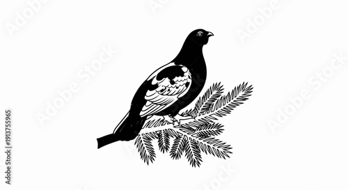 Black grouse perched on a pine branch, black and white illustration