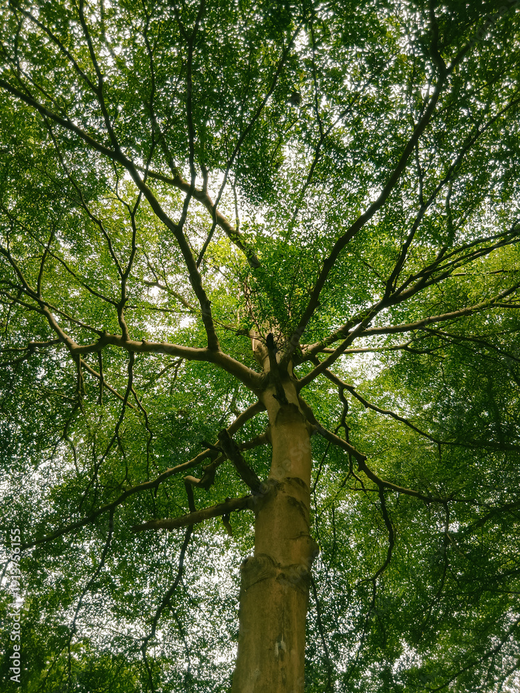 Fototapeta premium Low angle view of tree. Forest trees from bellow