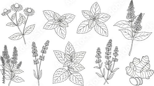 Botanical illustrations of fresh herbs and spices, including ginger root
