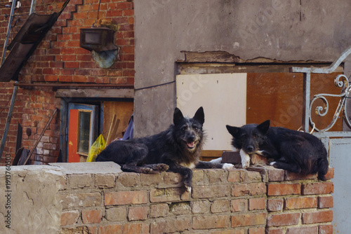 Obraz na płótnie Two black dogs lying on top of a brick fence in a yard, observing their surroundings