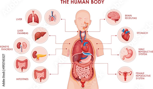 Vector illustration of human body anatomy diagram with labeled organs, brain, heart, lungs, liver, kidneys, stomach, intestines, reproductive systems