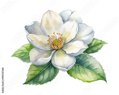 Watercolor Mock Orange Flower, Clean Botanical Clipart, isolated on white background