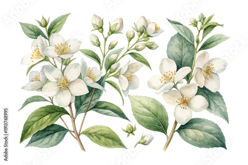 Watercolor Mock Orange Flower, Clean Botanical Clipart, vector illustration isolated on white background