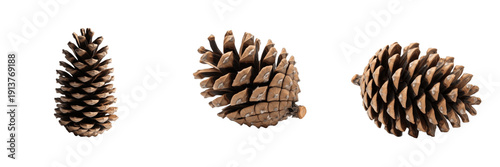 Konstfotografi Set of Natural Brown Pine Cones from Coniferous Trees Isolated PNG