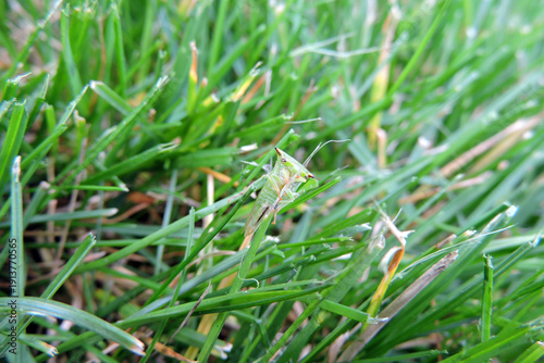Wallpaper Mural Buffalo treehopper sitting on top of a blade of grass, macro view Torontodigital.ca