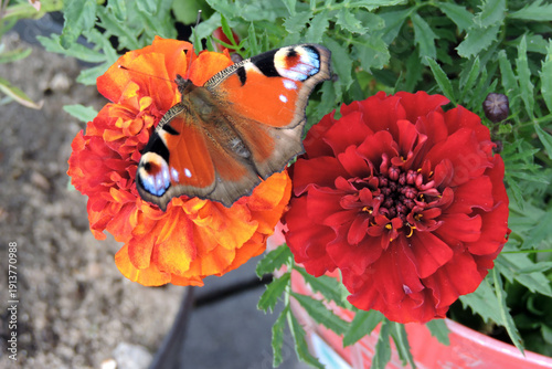 Wallpaper Mural A peacock butterfly with open wings sucking up nectar from tagetes flowers Torontodigital.ca