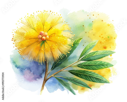 Yellow Mimosa Watercolor Bloom, Soft Spring Botanical Illustration Isolated on White