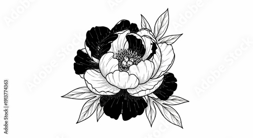 Detailed ink sketch of a blooming peony with contrasting dark and light petals and leaves