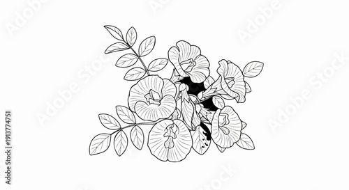 Delicate line art depicts a cluster of stylized butterfly pea flowers and leaves