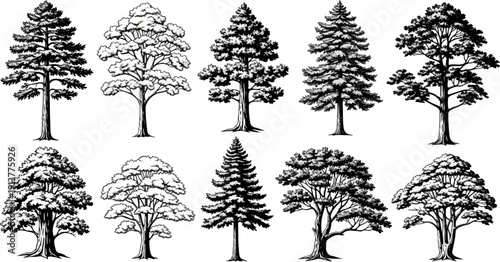 Diverse collection of hand-drawn trees in varied styles