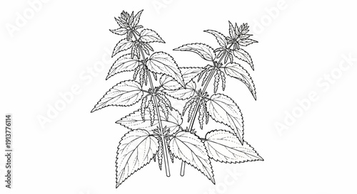 Detailed botanical illustration of flowering nettle plants